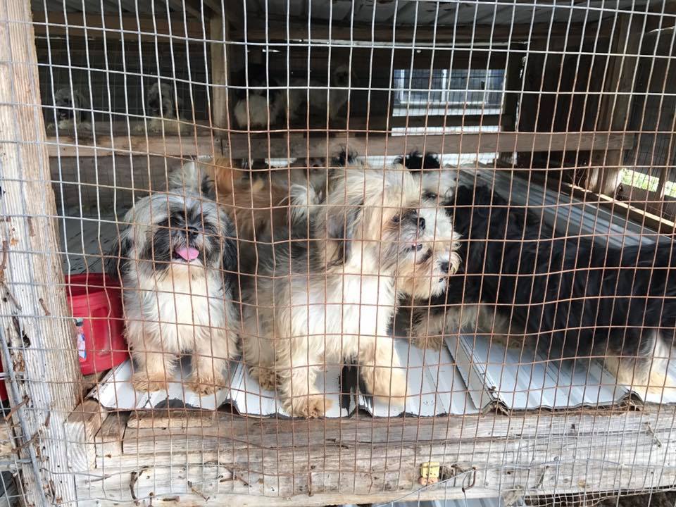 pictures of shih tzu puppies